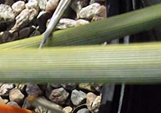 (Agave striata ssp. falcata )