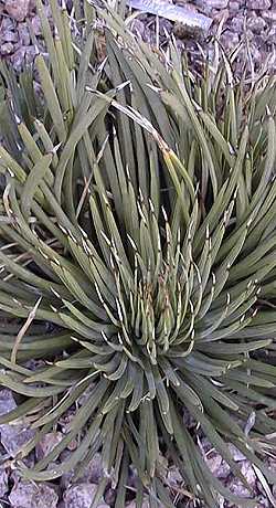 Hedgehog Agave(Agave stricta)