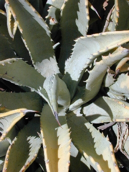 (Agave cerulata ssp. subcerulata )