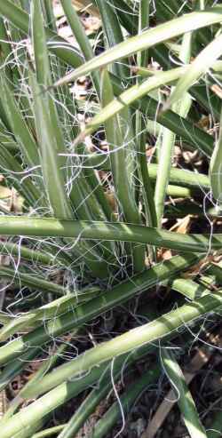 Toumey's Century Plant(Agave toumeyana ssp. toumeyana )