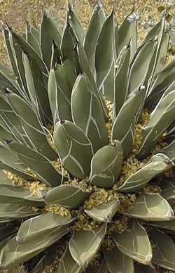 Queen Victoria Agave(Agave victoriae-reginae)