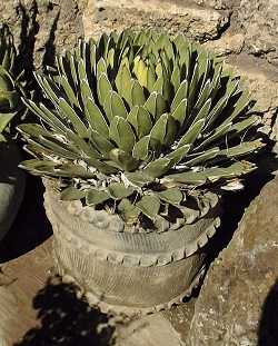 Queen Victoria Agave(Agave victoriae-reginae)