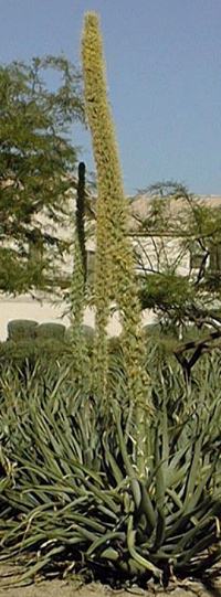 Octopus Agave(Agave vilmoriniana)