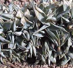 Octopus Agave(Agave vilmoriniana)