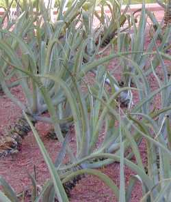 Octopus Agave(Agave vilmoriniana)