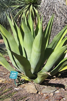 Weber's Agave