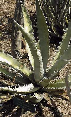 (Agave xylonacantha)