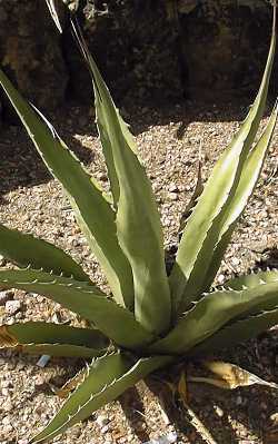 (Agave zebra)