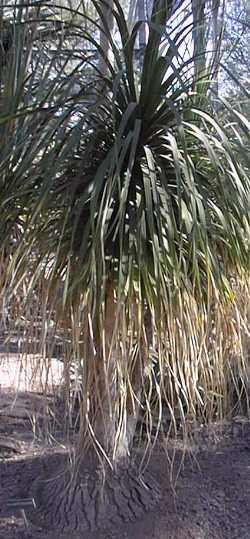 Ponytail Palm, Bottle Palm(Beaucarnea recurvata)