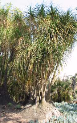 Ponytail Palm, Bottle Palm(Beaucarnea recurvata)