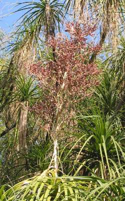 Ponytail Palm, Bottle Palm(Beaucarnea recurvata)