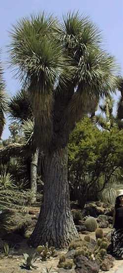 Ponytail Palm, Bottle Palm(Beaucarnea stricta)