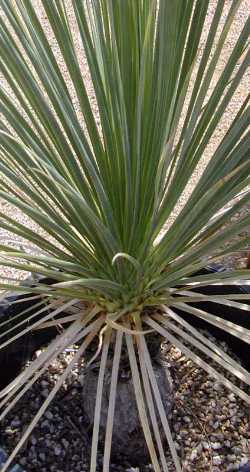 Ponytail Palm, Bottle Palm(Beaucarnea stricta)