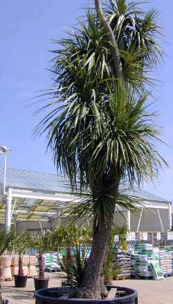 Ti Kouka, Cabbage Tree(Cordyline australis)