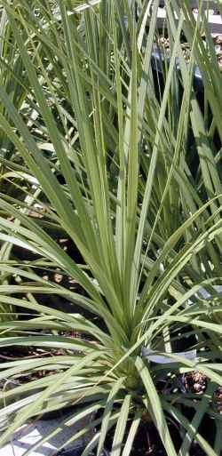 Ti Kouka, Cabbage Tree(Cordyline australis)