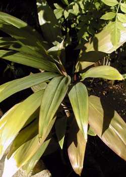 Ti Plant(Cordyline terminalis)