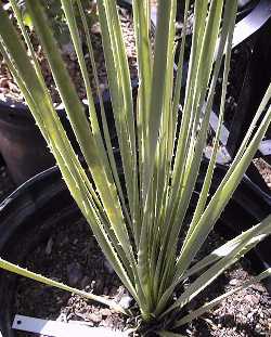 Green Desert Spoon(Dasylirion acrotrichum)
