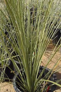 Mexican Grass Tree, Toothless Sotol(Dasylirion longissimum)