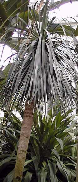 Dragon Tree, Dragon's Blood Tree(Dracaena draco)