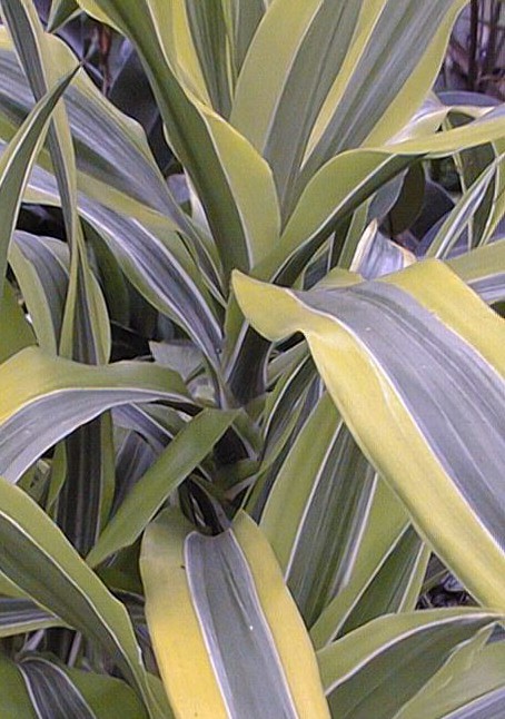 Corn Plant(Dracaena fragrans)
