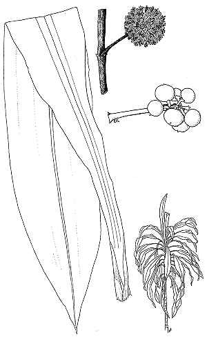 Corn Plant(Dracaena fragrans)