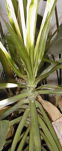 Dragontree(Dracaena marginata)