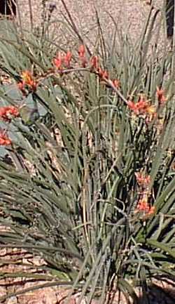 Red Yucca