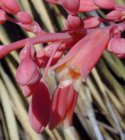 Red Yucca(Hesperaloe parviflora)