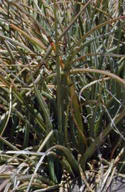 Red Yucca(Hesperaloe parviflora)