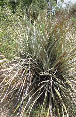 Beargrass(Nolina bigelovii)