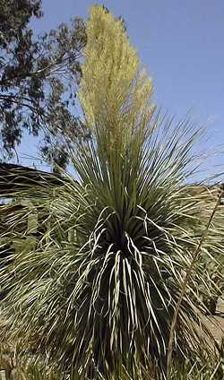 Tree Beargrass(Nolina matapensis)
