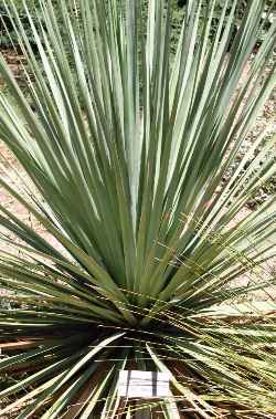 Blue Beargrass Tree, Tree Sacahuista(Nolina nelsoni)