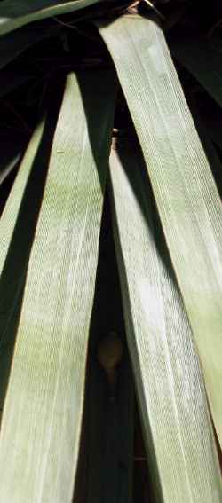 Blue Beargrass Tree, Tree Sacahuista(Nolina nelsoni)