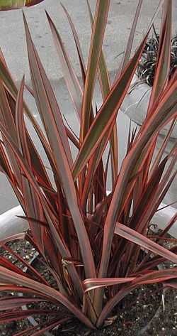 New Zealand Flax(Phormium tenax)