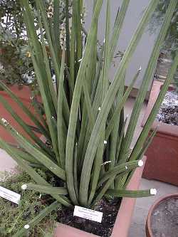 (Sansevieria pearsonii)