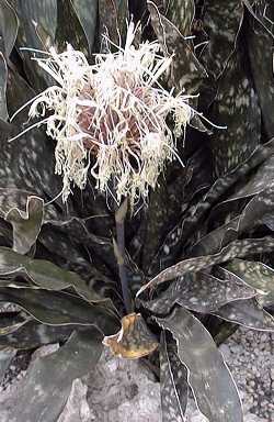 Star Sansevieria(Sansevieria kirkii ssp. pulchra )