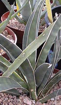 (Sansevieria scabrifolia)