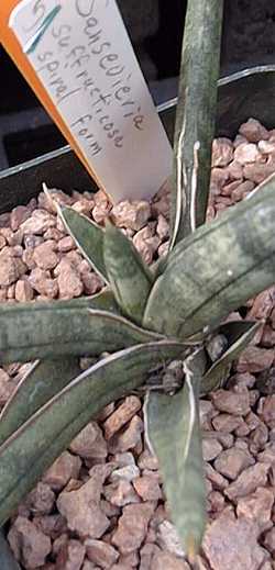 (Sansevieria suffruticosa)