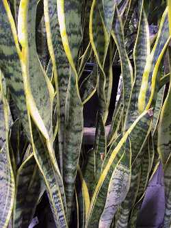 Snake Plant, Mother-in-law's tongue(Sansevieria trifasciata)
