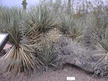 Banana Yucca, Datil Yucca(Yucca baccata)