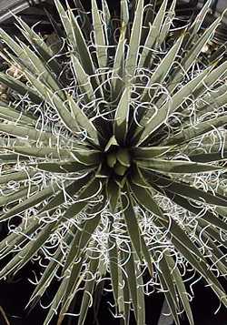 Navajo Yucca(Yucca baileyi)