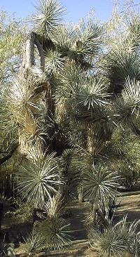 Joshua Tree(Yucca brevifolia)