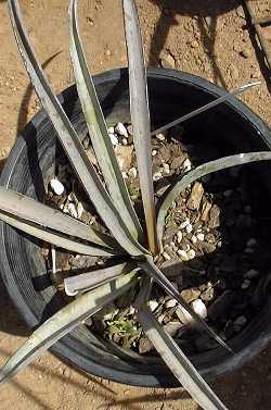 Giant Spanish Dagger(Yucca carnerosana)