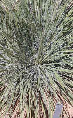 Buckley's yucca, White Rim Yucca(Yucca constricta)