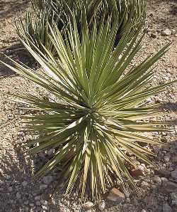 (Yucca desmetiana)
