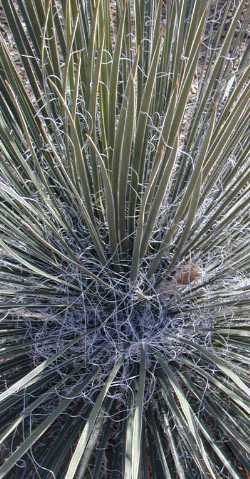 Soaptree Yucca(Yucca elata)