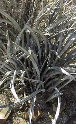 (Yucca endlichiana)