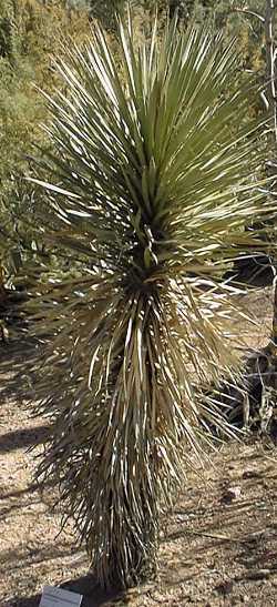 Tree Yucca, St. Peter's Palm(Yucca filifera)