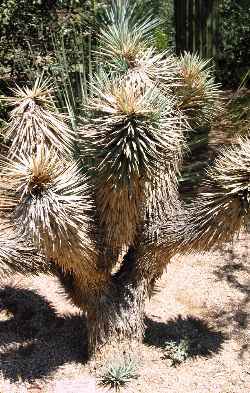 (Yucca brevifolia var. jaegeriana  )