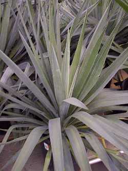 Pendulous yucca, Weeping Yucca(Yucca recurvifolia)